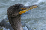 cormorant 88