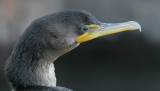 cormorant 90