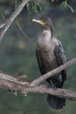cormorant 93