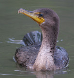 cormorant 98