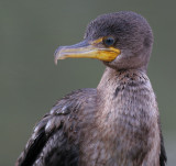 cormorant 102