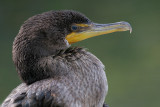 cormorant 103