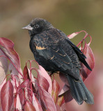 red winged blackbird 229