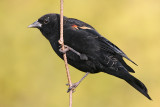 red winged blackbird 230
