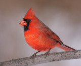 cardinal 285