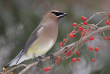 waxwing44.JPG