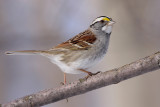 white-throated sparrow 106