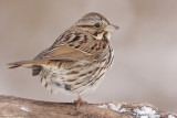 song sparrow 84