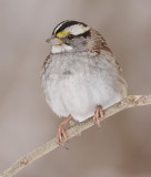white-throated sparrow 115