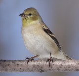 goldfinch 37