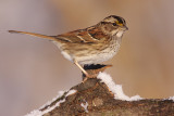 white-throated sparrow 118