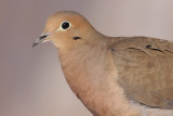 mourning dove 49