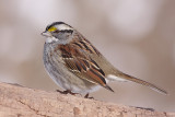 white-throated sparrow 122