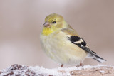 goldfinch 41