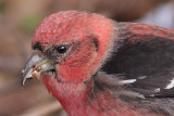 crossbill 8