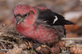 crossbill 10