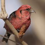 crossbill 19