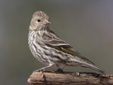 Pine Siskin