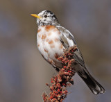 leucistic robin 44.