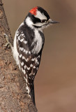 downy woodpecker 306