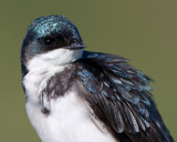 tree swallow 156