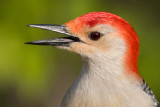 red-bellied woodpecker 108