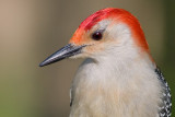 red-bellied woodpecker 110
