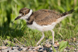 killdeer chick 16