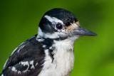 hairy woodpecker 34