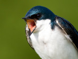 tree swallow 168