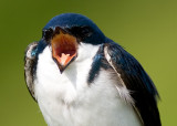 tree swallow 170