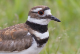 killdeer 62