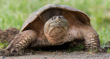 snapping turtle 12
