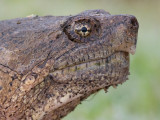 snapping turtle 13