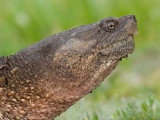 snapping turtle 14