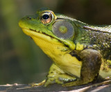 frog 9