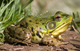 frog 10