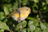 juvenile yellow warbler 2