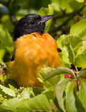 northern oriole 12