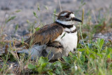 killdeer family 3