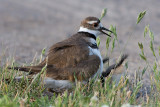 killdeer family 10