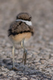 killdeer family 17