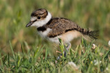 killdeer chick 17