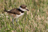killdeer chick 18