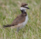 killdeer chick 49