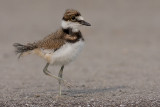 killdeer chick 52