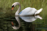 mute swan 13