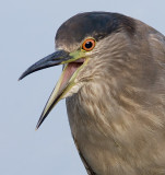 juvbcnheron357