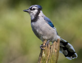 bluejay 178
