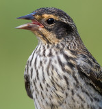 red winged blackbird 236